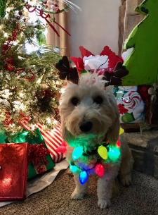 goldendoodle breeders yorkshire